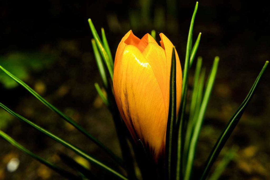 tulipa sabedoria divina